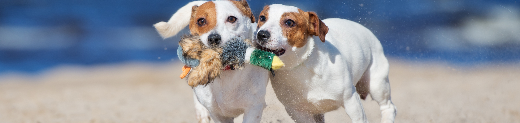 Dog Beach Spiagge Per Cani In Sardegna Lista 2019